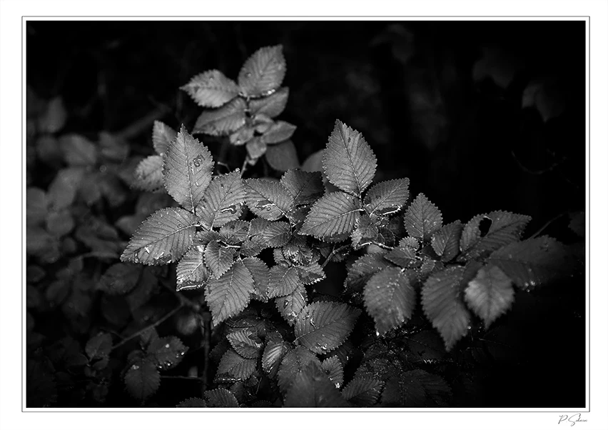 Feuillage en noir et blanc