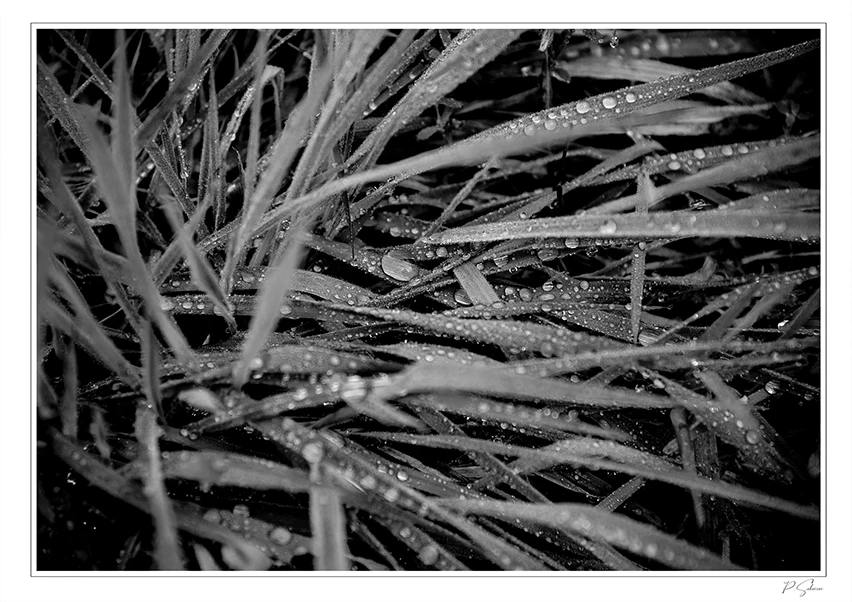 Rosée sur de l'herbe