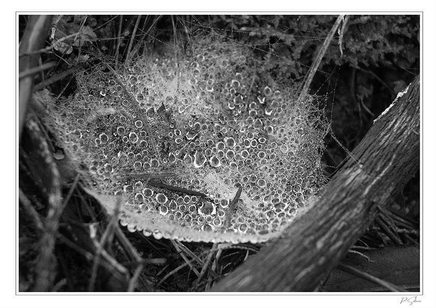Rosée sur de l'herbe